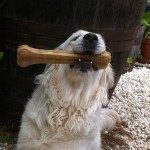 Sora. El meu gos - tincungos