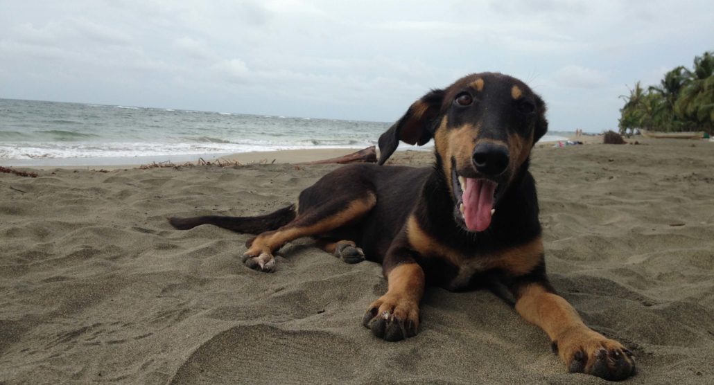 Ir al circuito Aburrir entrada Guía de playas para ir con el perro en Cataluña