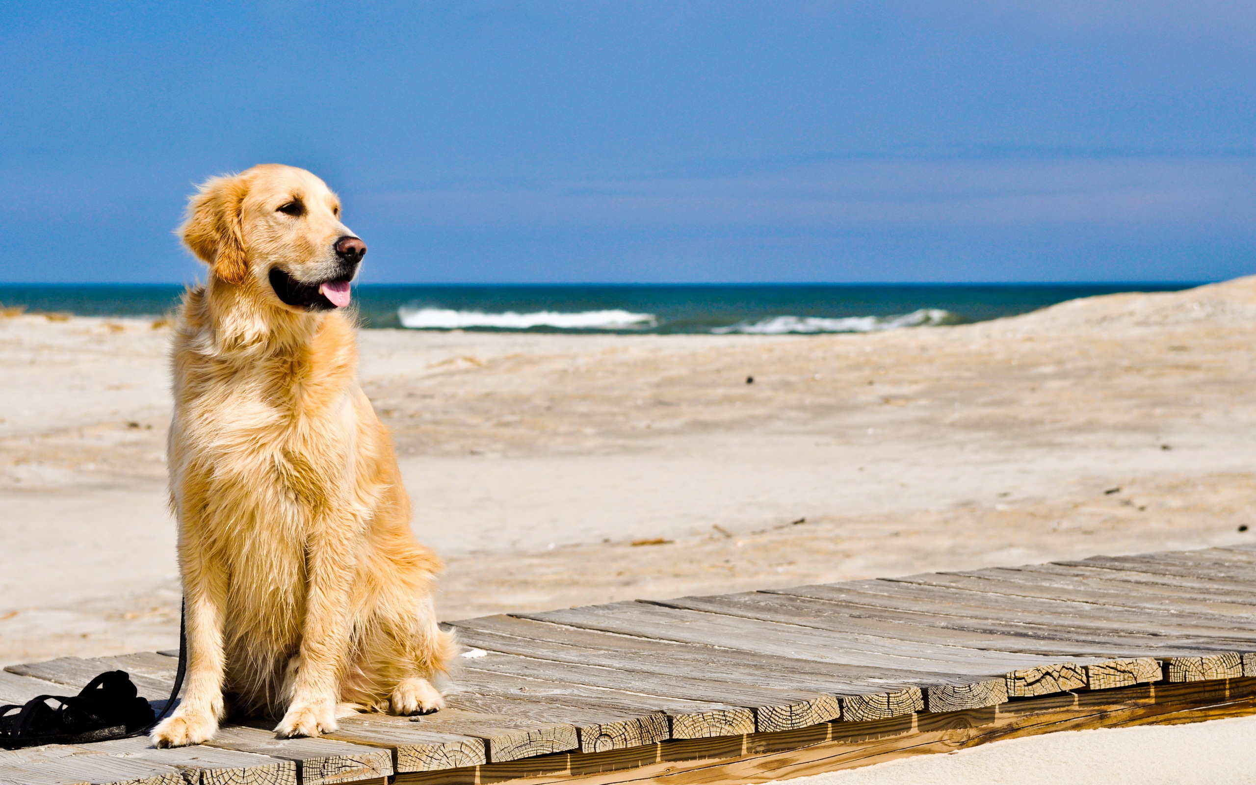 torneo Tendencia puntada Guía de playas para ir con el perro en Cataluña