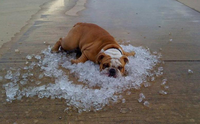 Resultado de imagen para perro con calor