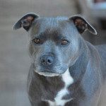 Tener un perro de raza peligrosa