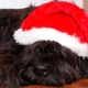 Perro solo en casa con goro de navidad papá noel