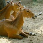 sacrificar animals zoo barcelona