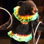 victorias animalistas 2015