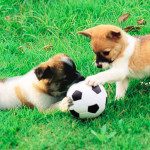 zonas perros barcelona