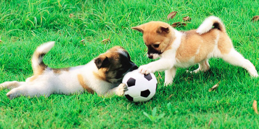 zonas perros barcelona