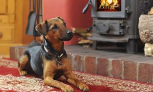 casas rurales mascotas