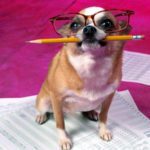 Seis preguntas antes de decidir tener un perro