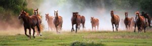Cavalls corrent cap a Animalados
