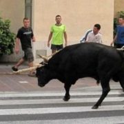 Coordinadora per l'Abolició dels Correbous de Catalunya