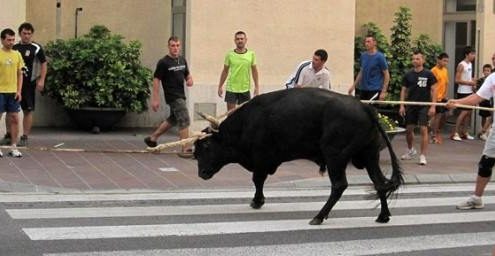 Coordinadora per l'Abolició dels Correbous de Catalunya