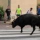 Coordinadora per l'Abolició dels Correbous de Catalunya