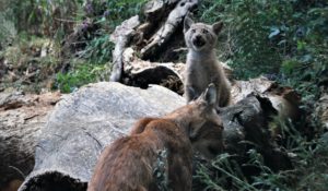 MónNatura Pirineus