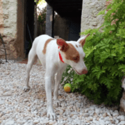 Animalados