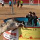correbous, Vidreres, consulta