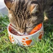 gato, medio ambiente, sobrepoblación