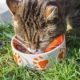 gato, medio ambiente, sobrepoblación