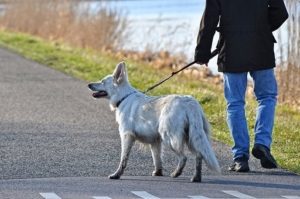 perros, confinamiento