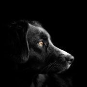 coronavirus, perros