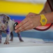 coronavirus, veterinario