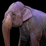 elefante, circo