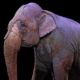 elefante, circo