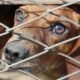 coronavirus, adopciones