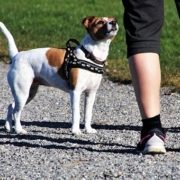 Perro, paseo