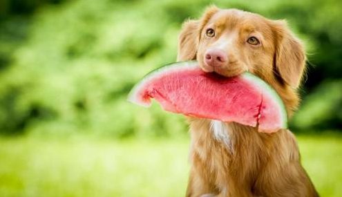 frutas, perros