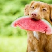 frutas, perros
