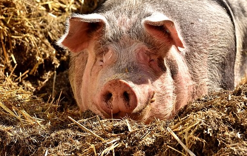 Porc, Girona