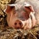 Porc, Girona