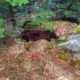 Cachou, oso