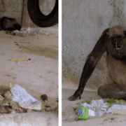 Chimpancés, rescate