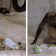 Chimpancés, rescate