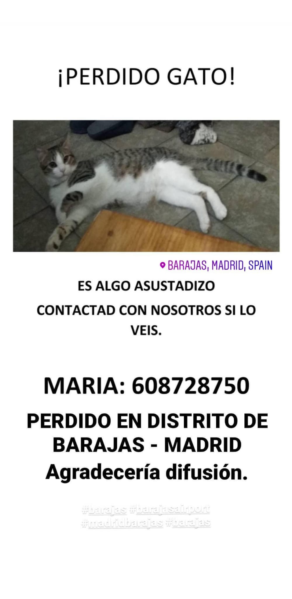 Asimilación Abuelo mucho Gato perdido en el distrito de Barajas, en Madrid! - Animalados