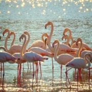 Flamencos, Torrevieja