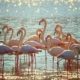 Flamencos, Torrevieja