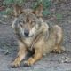 Lobo, Lobo Marley