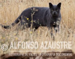 Imagen captada por el fotógrafo especializado Alfonso Azaustre
