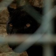 Pantera negra en Granada