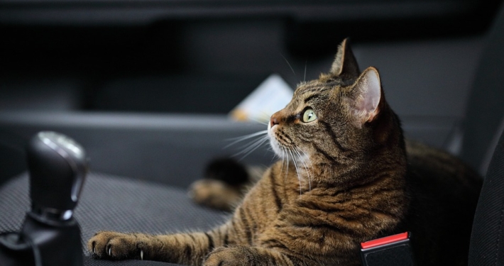 Consejos para viajar con el gato en coche