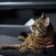 Consejos para viajar con el gato en coche
