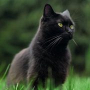 Gato negro
