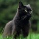 Gato negro