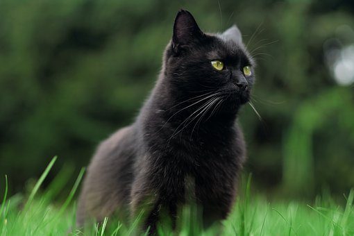 La pantera negra de Ventas de Huelma podría ser finalmente un gato -  Animalados