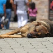 Maltrato animal