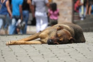 Maltrato animal