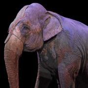 Castilla-La Mancha prohíbe los circos con animales salvajes
