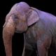 Castilla-La Mancha prohíbe los circos con animales salvajes